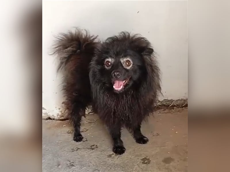Pomeranians Magic Merlin und Chinita suchen gemeinsames Zuhause