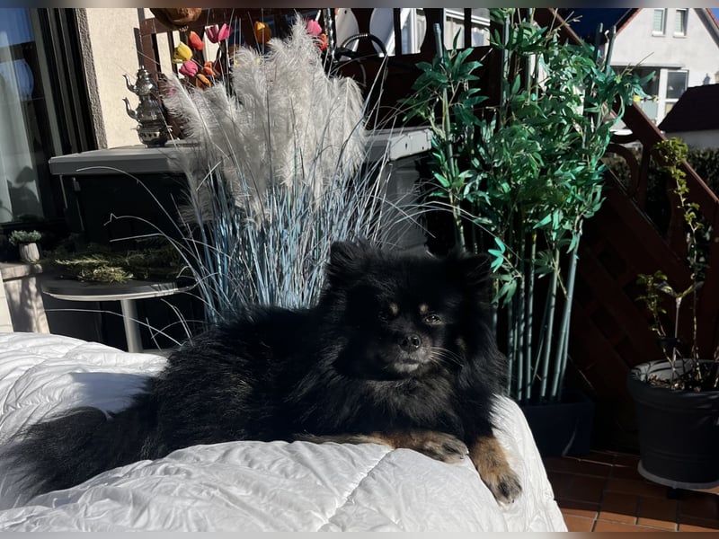 Pomeranian Zwerg Spitz