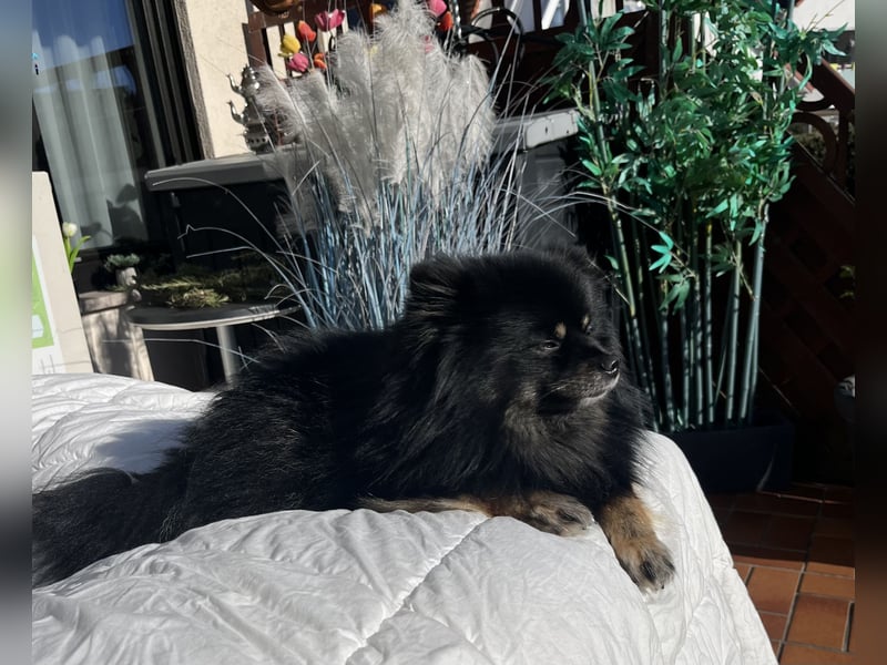 Pomeranian Zwerg Spitz