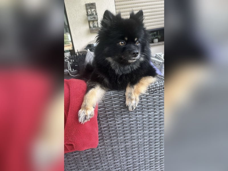 Pomeranian Zwerg Spitz