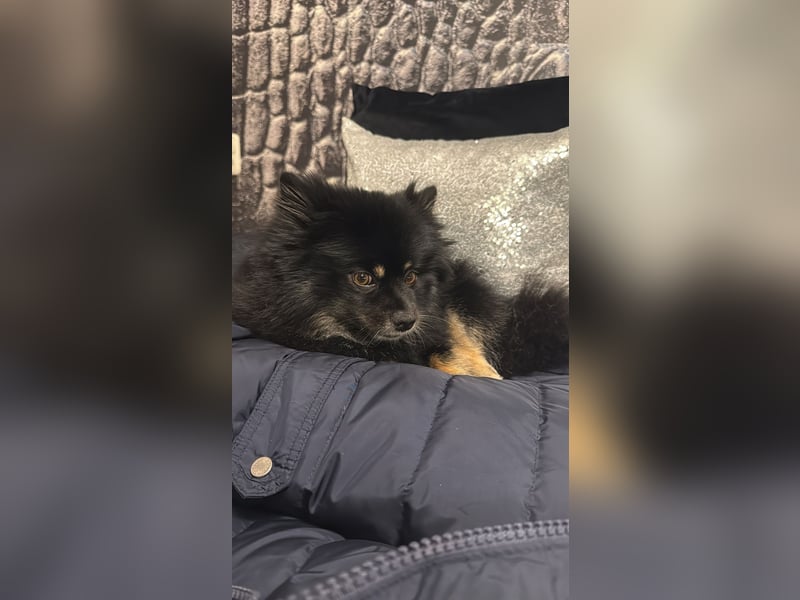 Pomeranian Zwerg Spitz