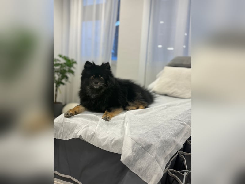 Pomeranian Zwerg Spitz