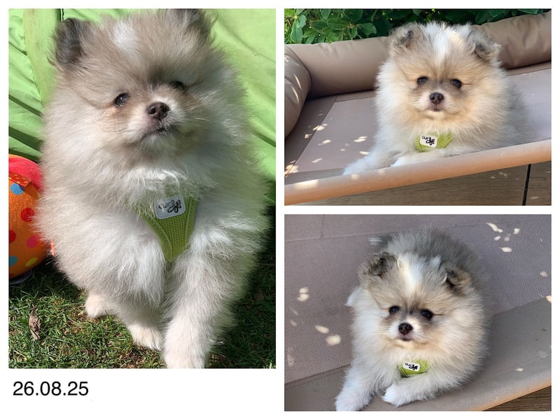 Pomeranian Zwergspitz x Pomsky F2b Welpen (m/w)