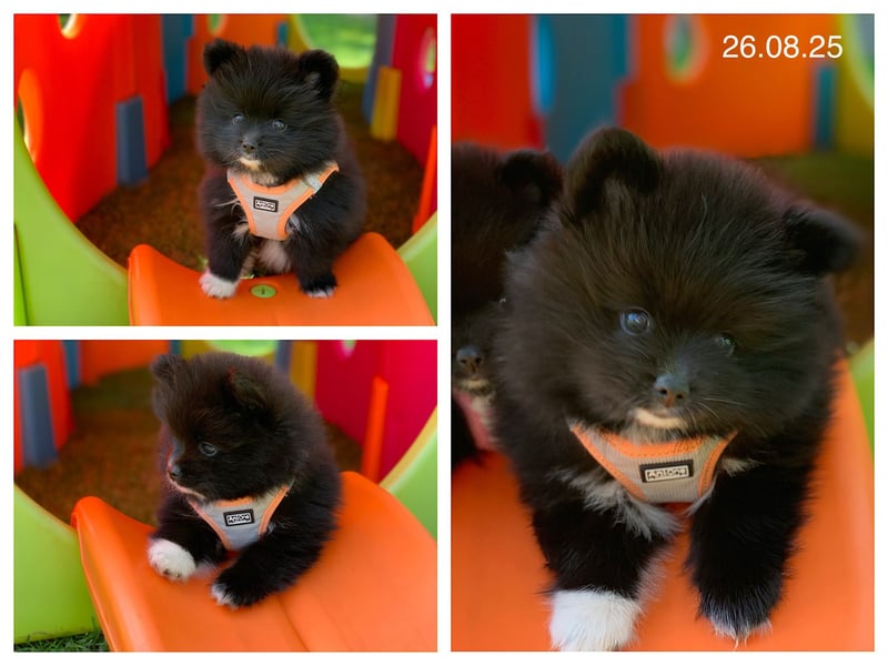 Pomeranian Zwergspitz x Pomsky F2b Welpen (m/w)