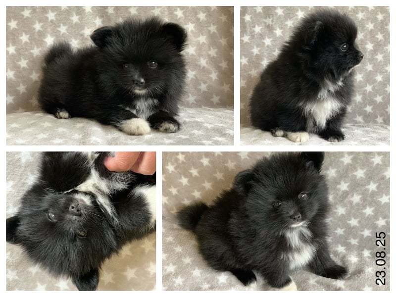 Pomeranian Zwergspitz x Pomsky F2b Welpen (m/w)
