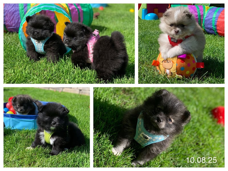 Pomeranian Zwergspitz x Pomsky F2b Welpen (m/w)