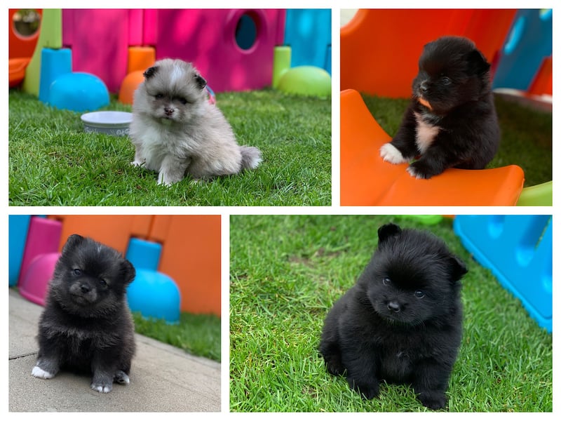Pomeranian Zwergspitz x Pomsky F2b Welpen (m/w)