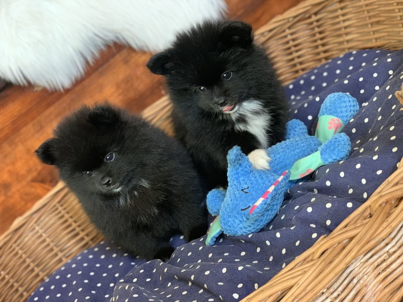 Pomeranian Zwergspitz x Pomsky F2b Welpen (m/w)