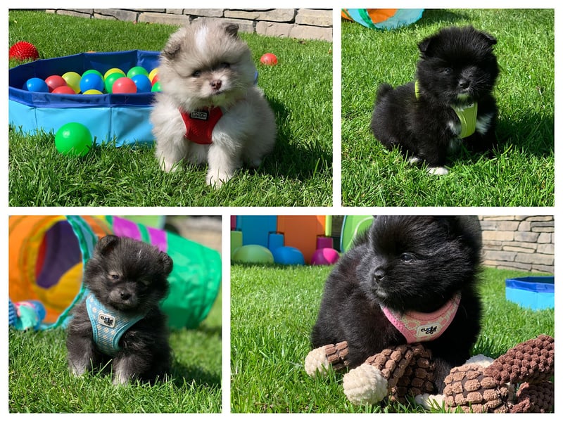 Pomeranian Zwergspitz x Pomsky F2b Welpen (m/w)