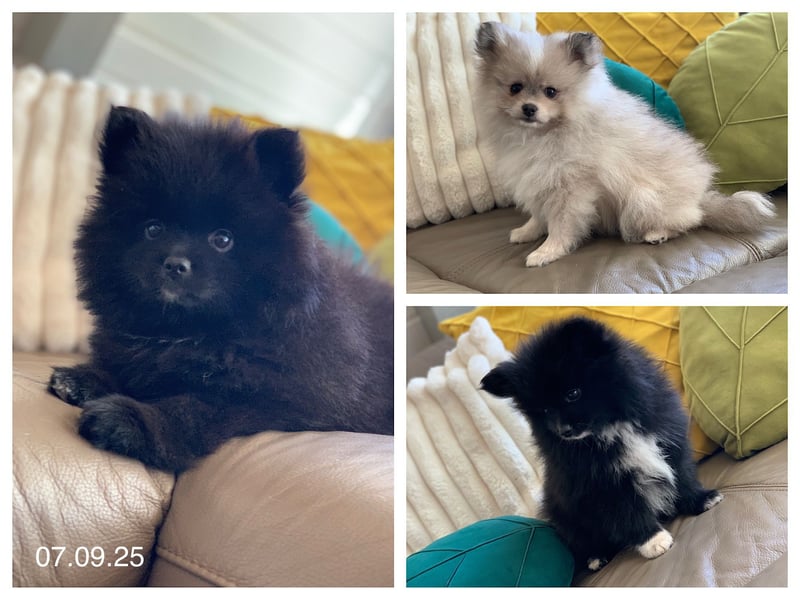 Pomeranian Zwergspitz x Pomsky F2b Welpen (m/w)