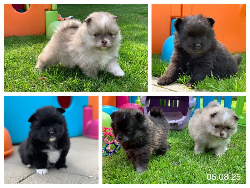 Pomeranian Zwergspitz x Pomsky F2b Welpen (m/w)