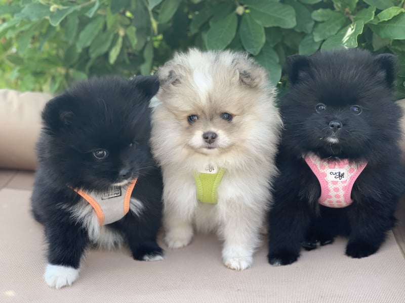 Pomeranian Zwergspitz x Pomsky F2b Welpen (m/w)