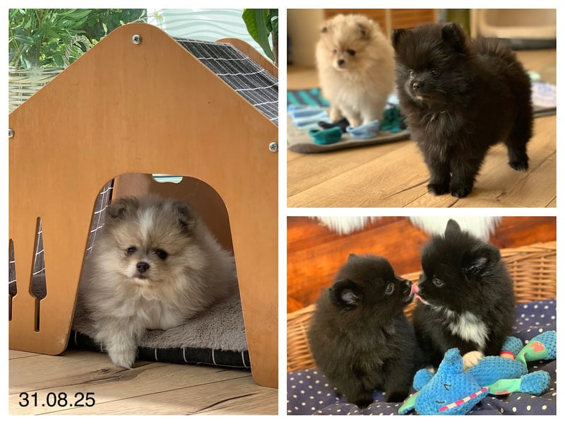Pomeranian Zwergspitz x Pomsky F2b Welpen (m/w)