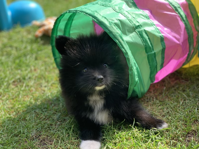 Pomeranian Zwergspitz x Pomsky F2b Welpen (m/w)