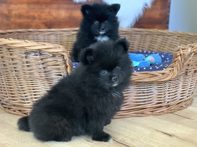 Pomeranian Zwergspitz x Pomsky F2b Welpen (m/w)