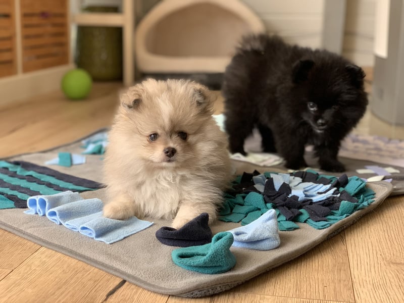 Pomeranian Zwergspitz x Pomsky F2b Welpen (m/w)