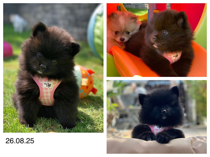 Pomeranian Zwergspitz x Pomsky F2b Welpen (m/w)