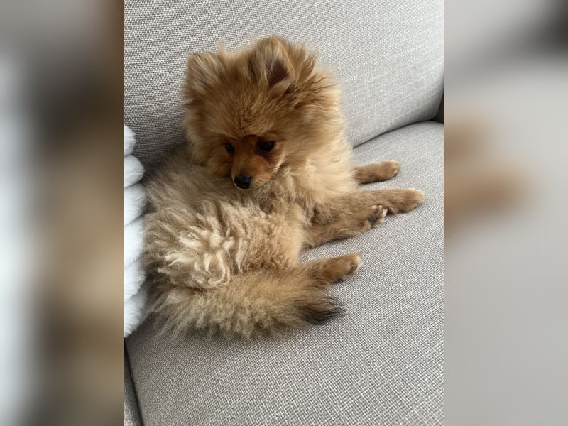Pomeranian