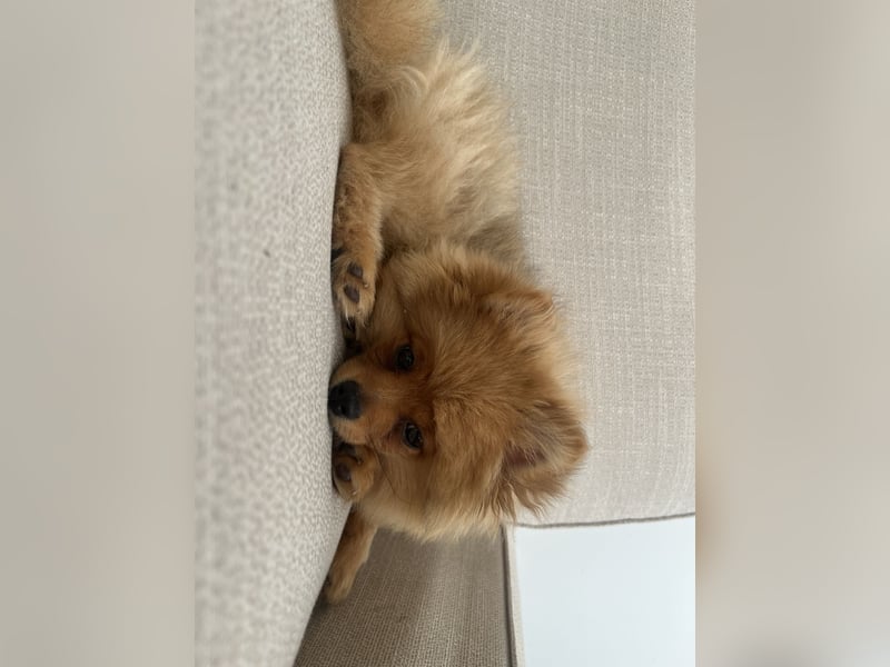Pomeranian
