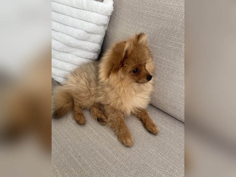 Pomeranian