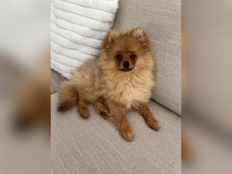 Pomeranian