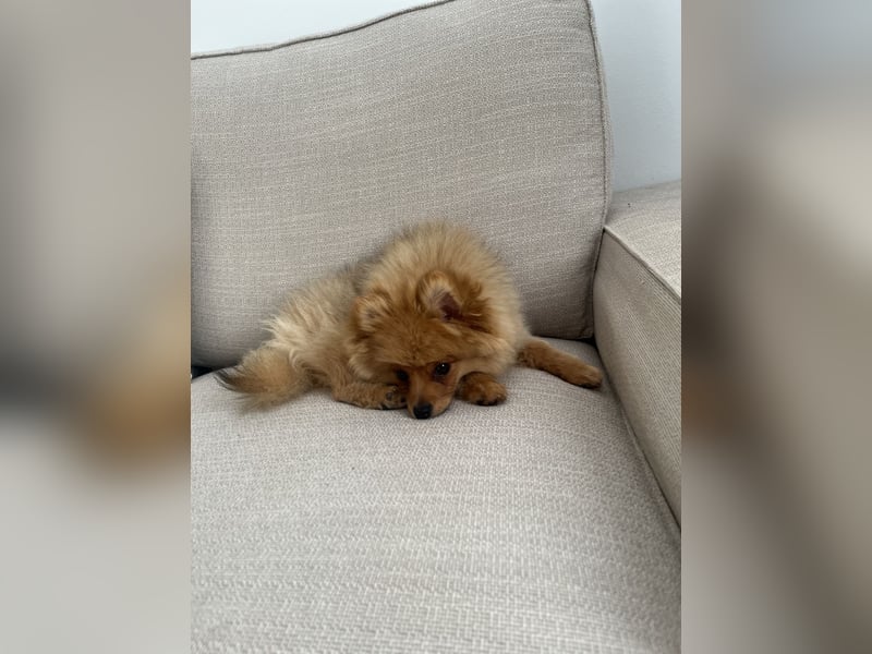 Pomeranian
