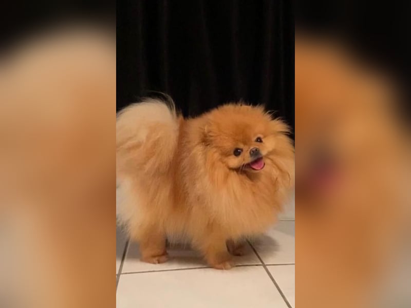 Drei Reinrassige Zergspitz Welpen
