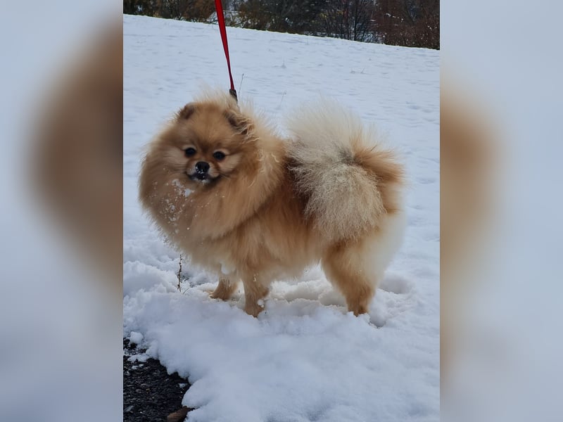 Drei Reinrassige Zergspitz Welpen