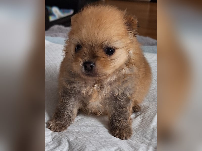 Drei Reinrassige Zergspitz Welpen
