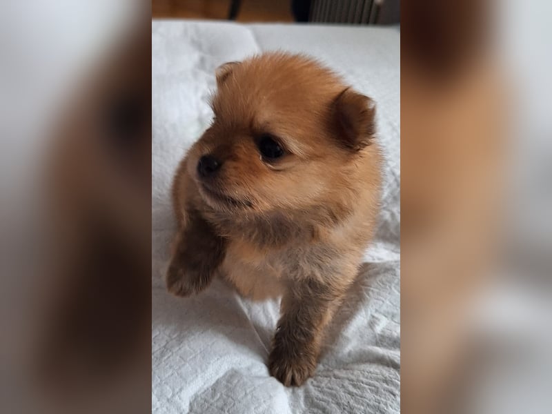 Drei Reinrassige Zergspitz Welpen