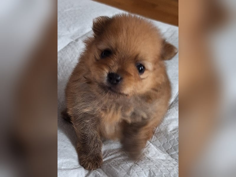 Drei Reinrassige Zergspitz Welpen