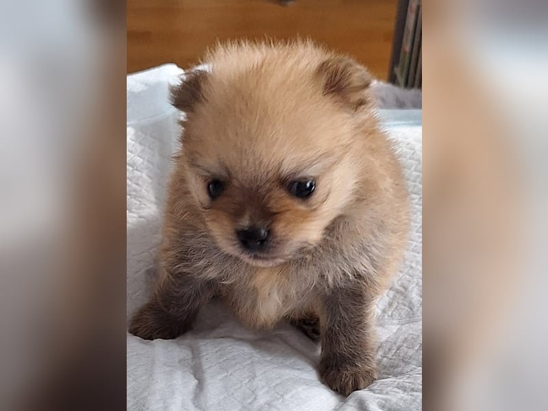 Drei Reinrassige Zergspitz Welpen