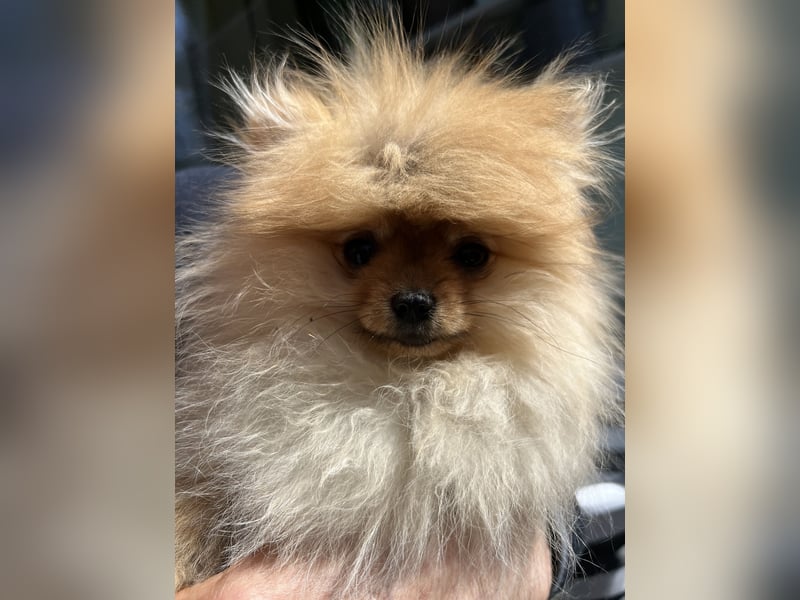 Zuckersüße Pomerania / zwergspitz Welpen