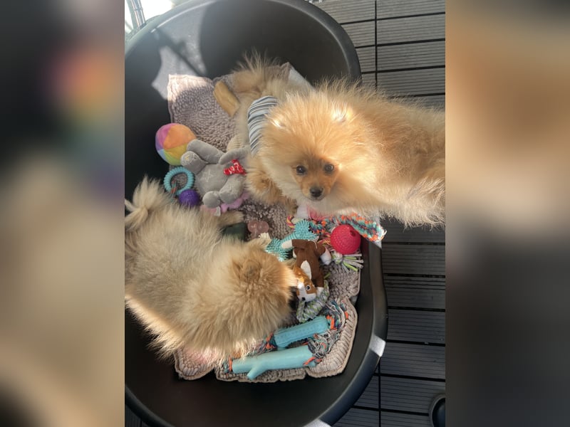 Zuckersüße Pomerania / zwergspitz Welpen