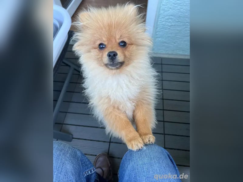 Zuckersüße Pomerania / zwergspitz Welpen