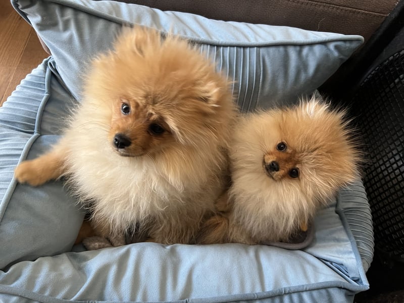Zuckersüße Pomerania / zwergspitz Welpen