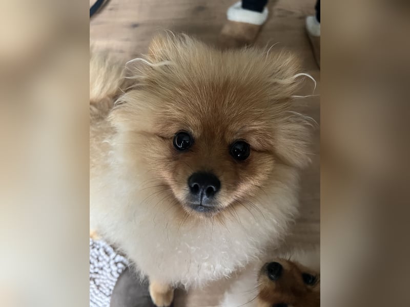 Zuckersüße Pomerania / zwergspitz Welpen