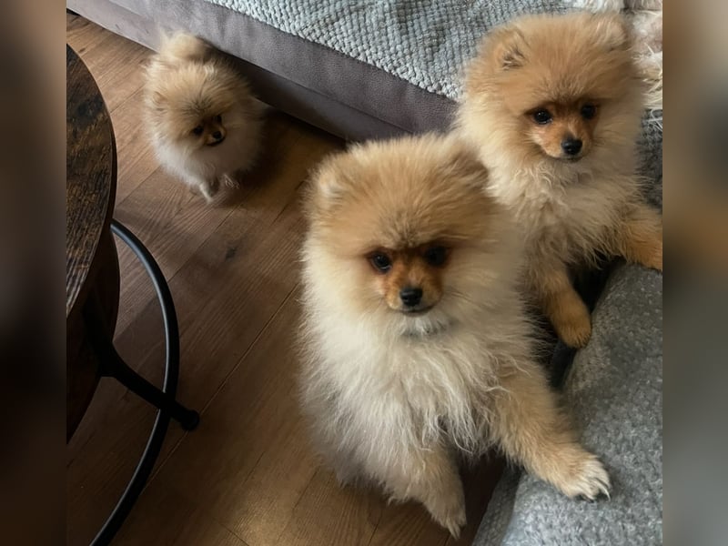 Zuckersüße Pomerania / zwergspitz Welpen
