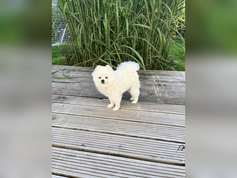 Liebevolle Hände gesucht für unseren kleinen James