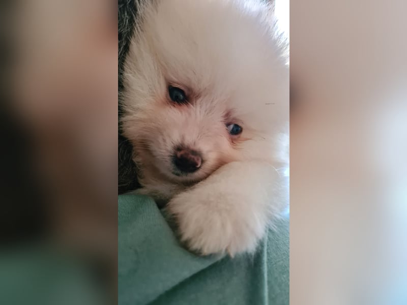 Zuckersüßer Pomeranianwelpen