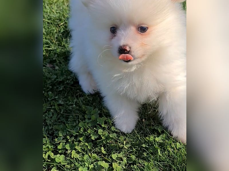 Zuckersüßer Pomeranianwelpen