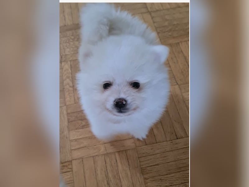 Zuckersüßer Pomeranianwelpen