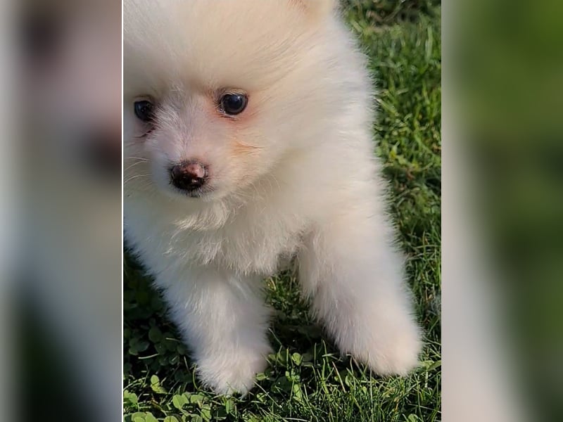 Zuckersüßer Pomeranianwelpen