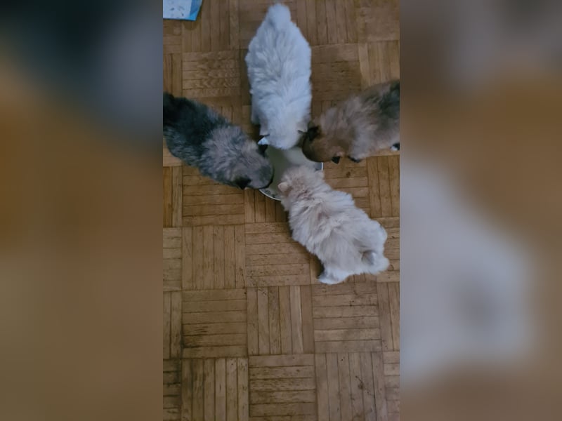 Zuckersüßer Pomeranianwelpen