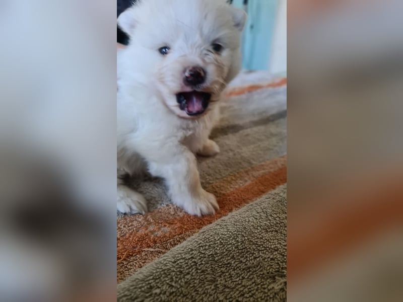 Zuckersüßer Pomeranianwelpen