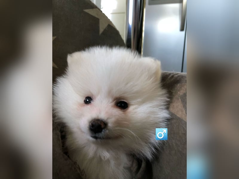 Zuckersüßer Pomeranianwelpen