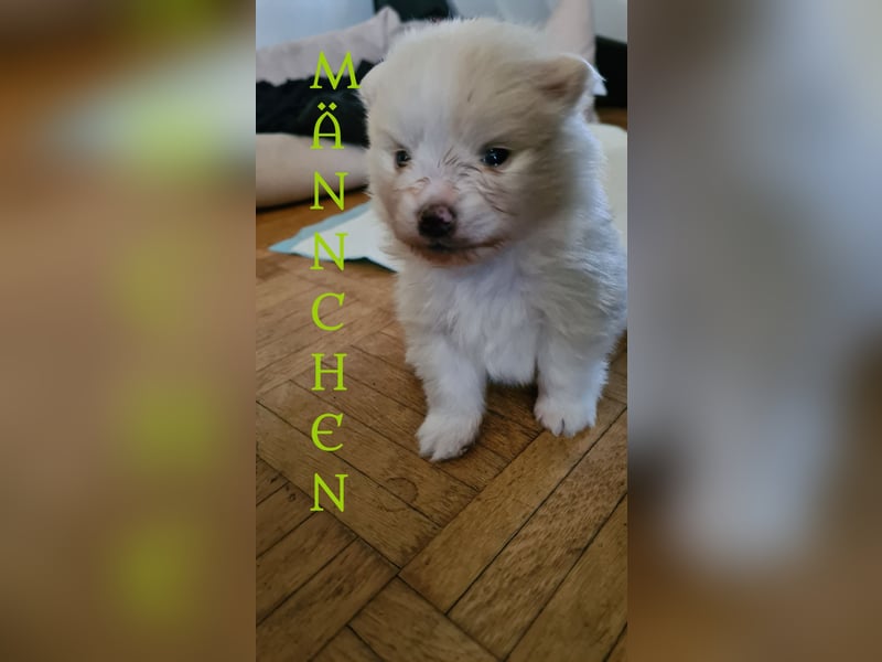 Zuckersüßer Pomeranianwelpen