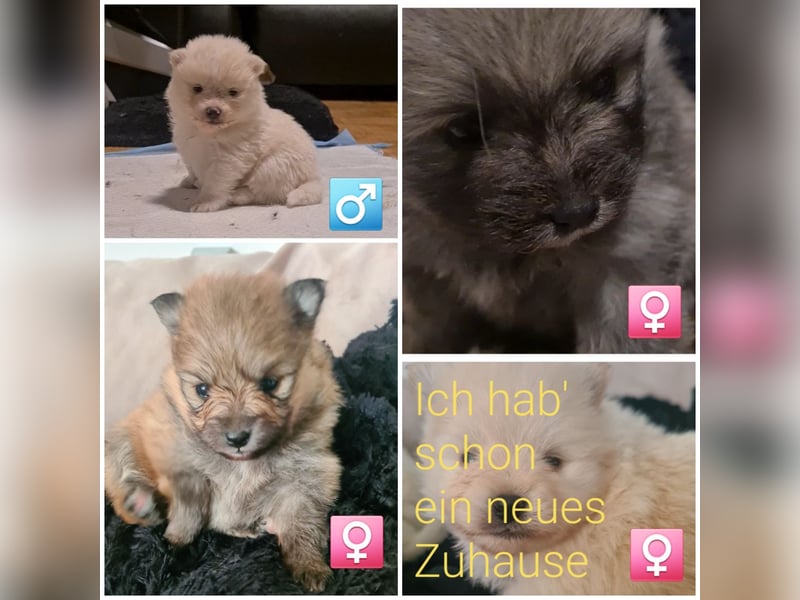 Zuckersüßer Pomeranianwelpen