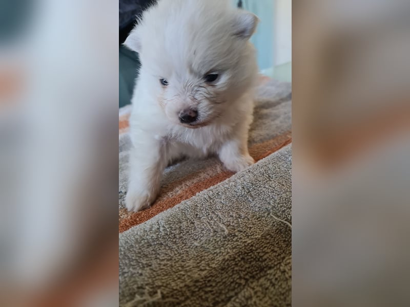 Zuckersüßer Pomeranianwelpen