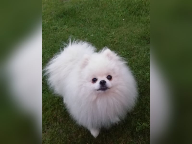 Deckrüde Pomeranian Zwergspitz